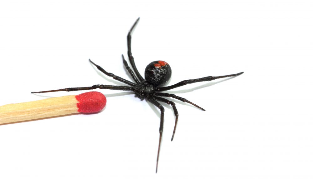 Redback Spider Bite Australia Wide First Aid