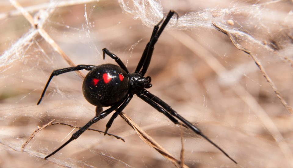Spider Bites in Australia Identification, First Aid, and Spider Bites in Australia Identification, First Aid, and
