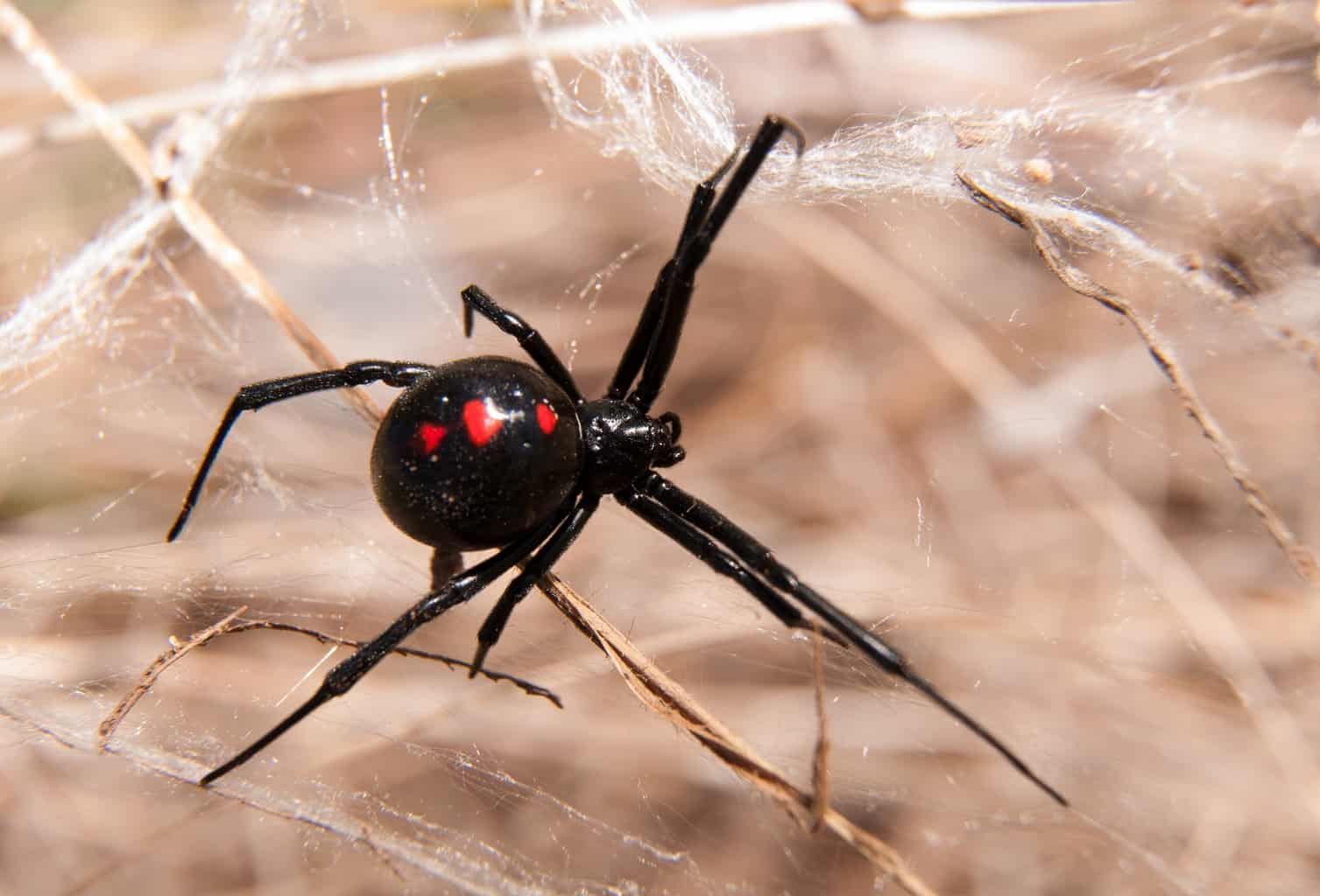 pictures-of-black-widow-bites-tanushree-fucking-image