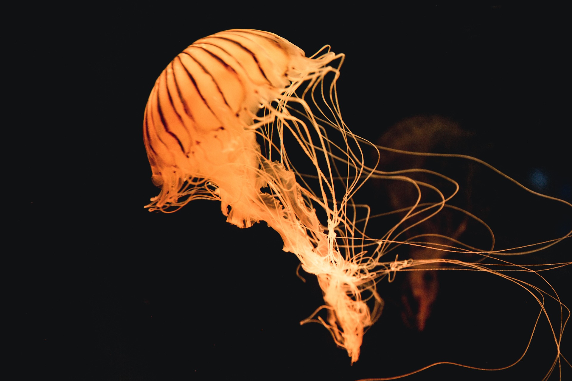 Jellyfish in Australia